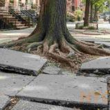 what-to-do-about-a-sidewalk-damaged-by-tree-roots